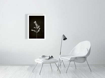 500×700mm giclée print of Horse Chestnut Stem No1 botanical photograph by Botanographia