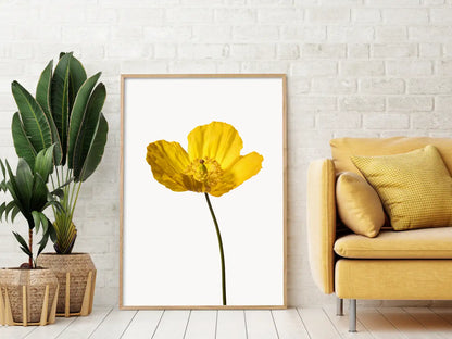 A lifestyle image for representation only showing a framed single yellow poppy (petals open) photographic print on a white background, leaning against a white brick wall next to a yellow sofa and potted plants.