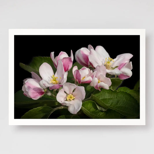 Apple Blossom
