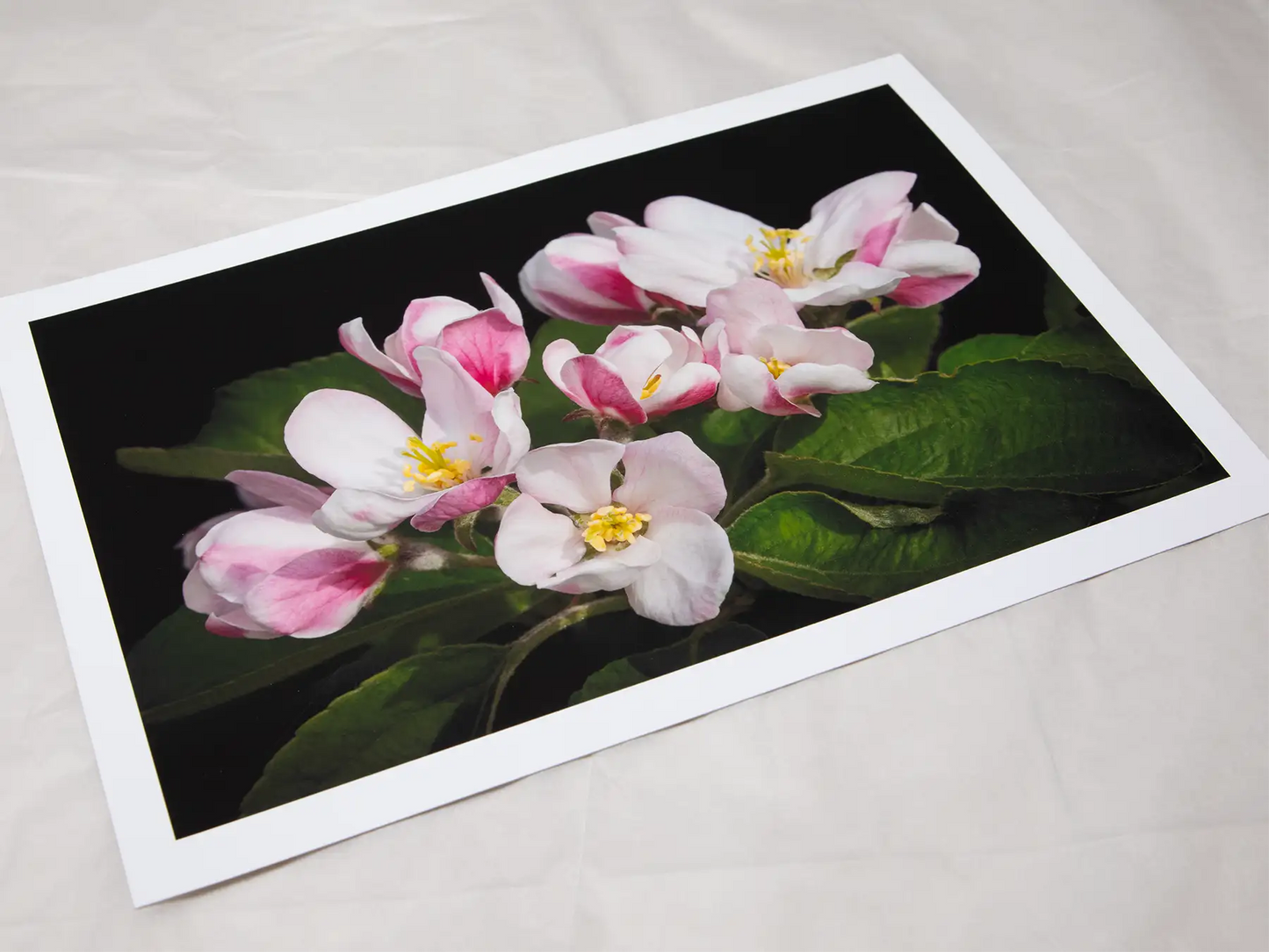 Apple Blossom