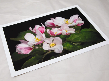 Apple Blossom