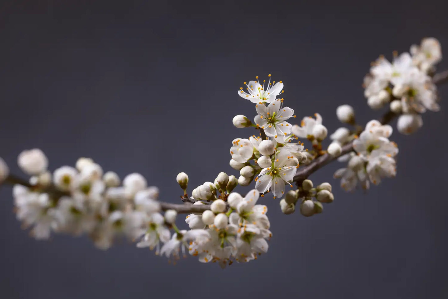 Wild blackthorn branch in early bloom, delicate white flowers emerging before leaf on blue background