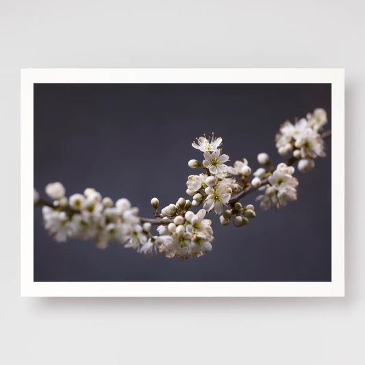 Blackthorn Bough
