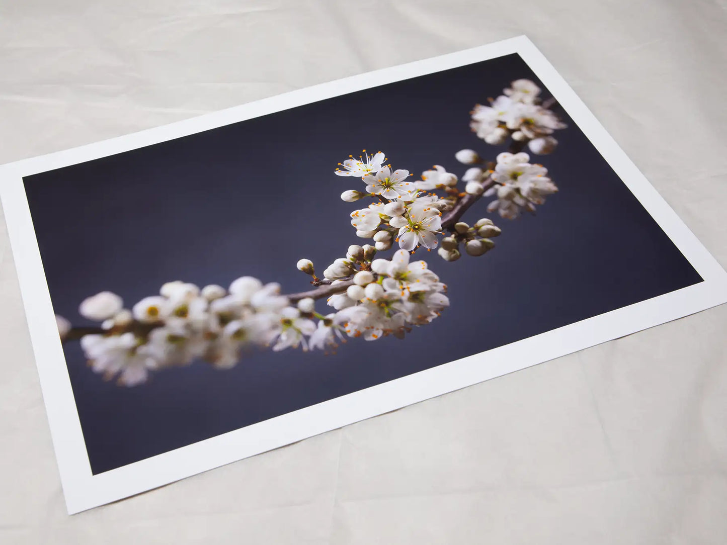 Blackthorn Bough