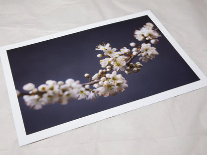 Blackthorn Bough