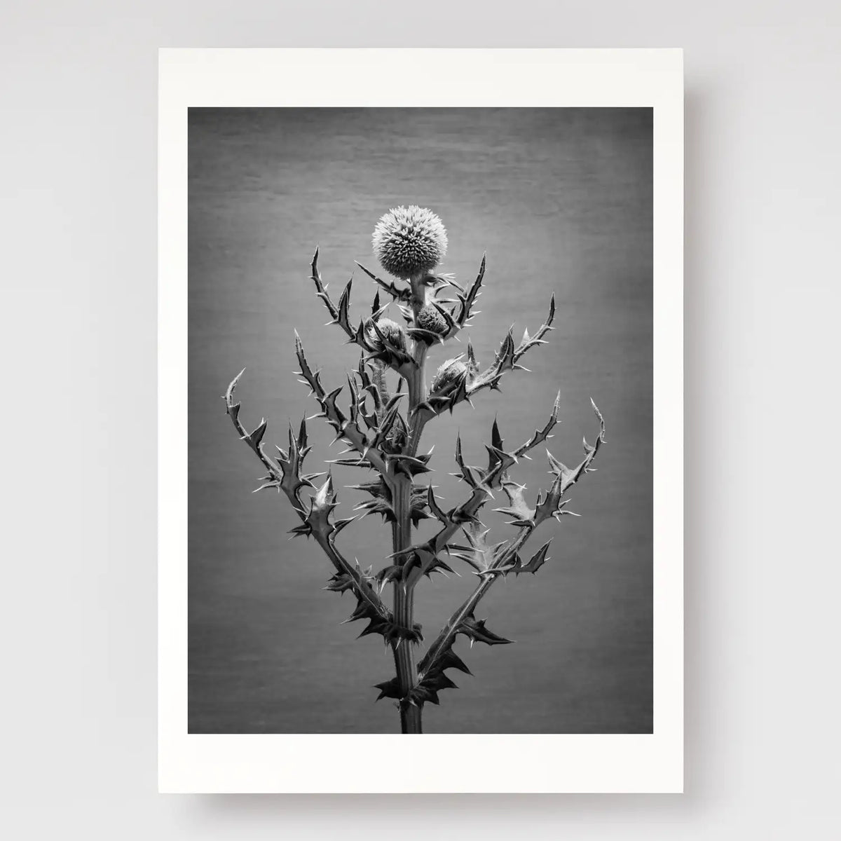 Echinops A4 print