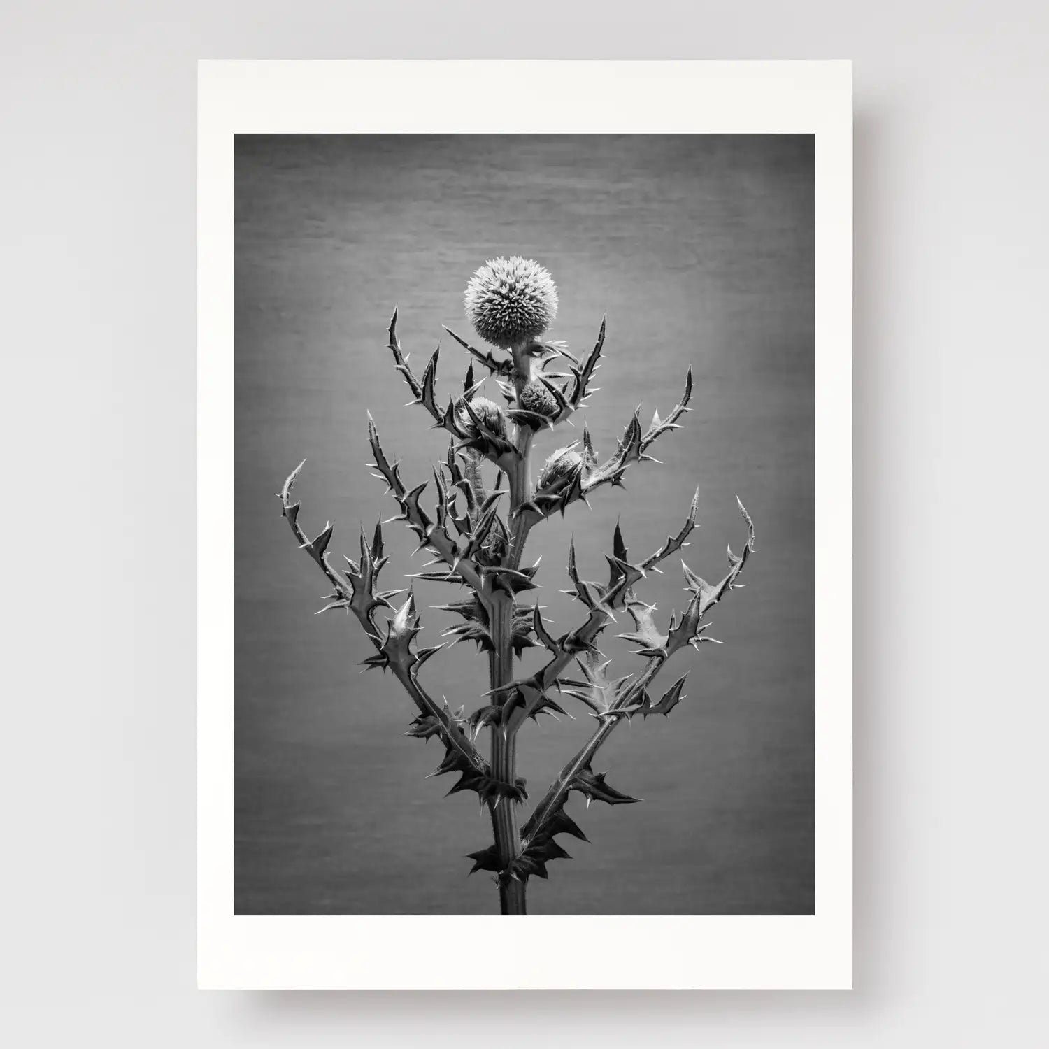 Echinops A4 print