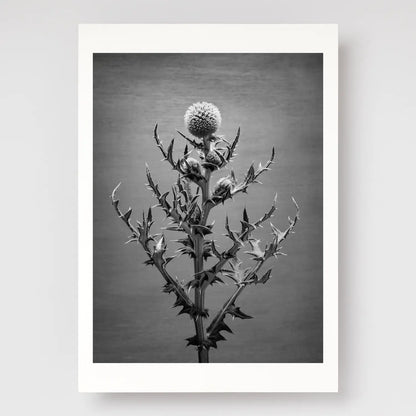 Echinops A4 print