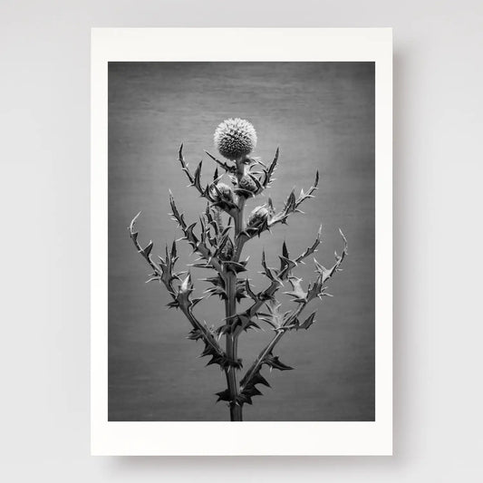 Echinops A4 print