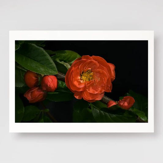 Flowering Japanese Quince A4 print