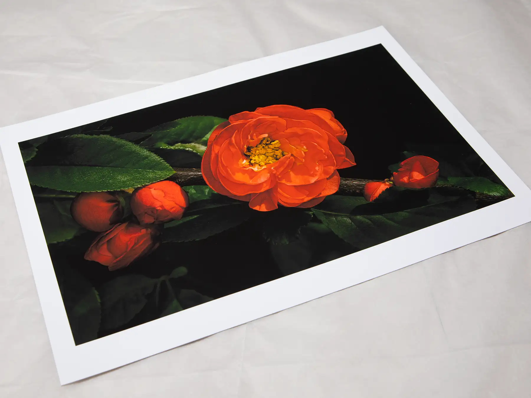 A4 giclée print with border, of Flowering Japanese Quince botanical photograph by Botanographia