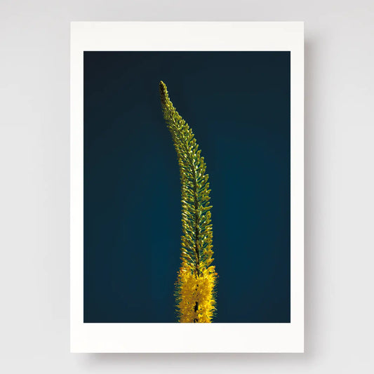 Foxtail Lily Stem A4 print