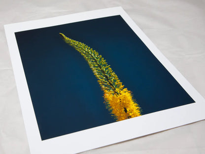 Foxtail Lily Stem
