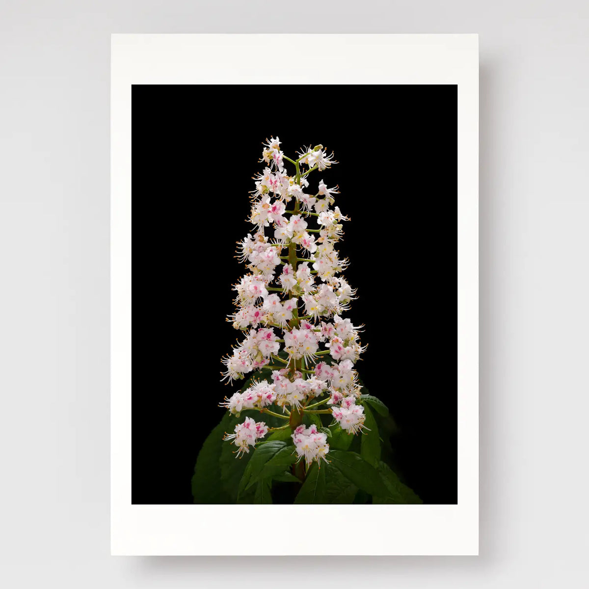 Horse Chestnut Flower