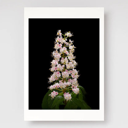 Horse Chestnut Flower