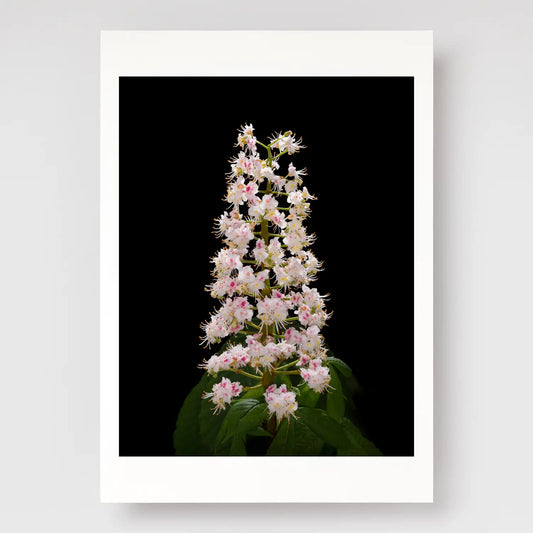 Horse Chestnut Flower