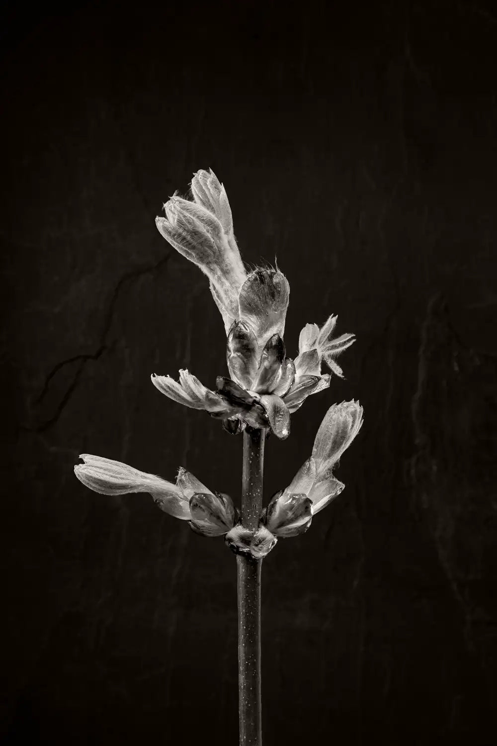 1 of 3 black and white photo of a horse chestnut bud against a dark background
