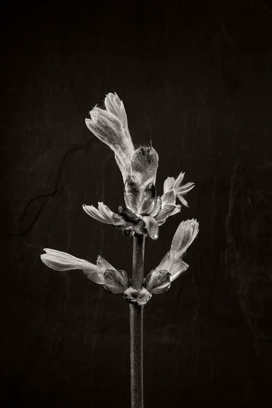 1 of 3 black and white photo of a horse chestnut bud against a dark background