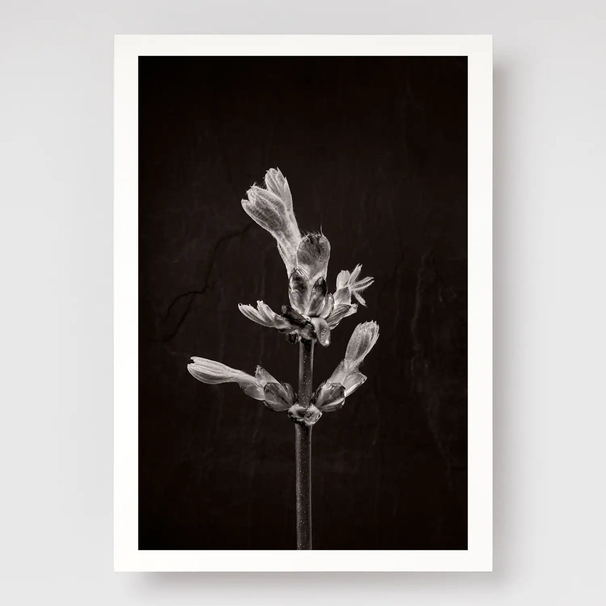 Horse Chestnut Stem No1 A4 print