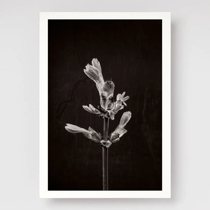 Horse Chestnut Stem No1 A4 print