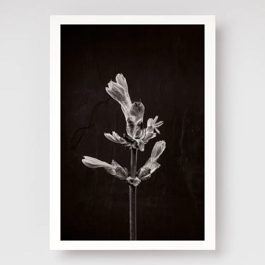 Horse Chestnut Stem No1 A4 print