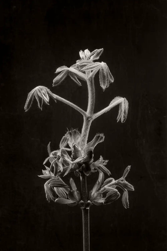 2 of 3 black and white photo of a horse chestnut bud against a dark background