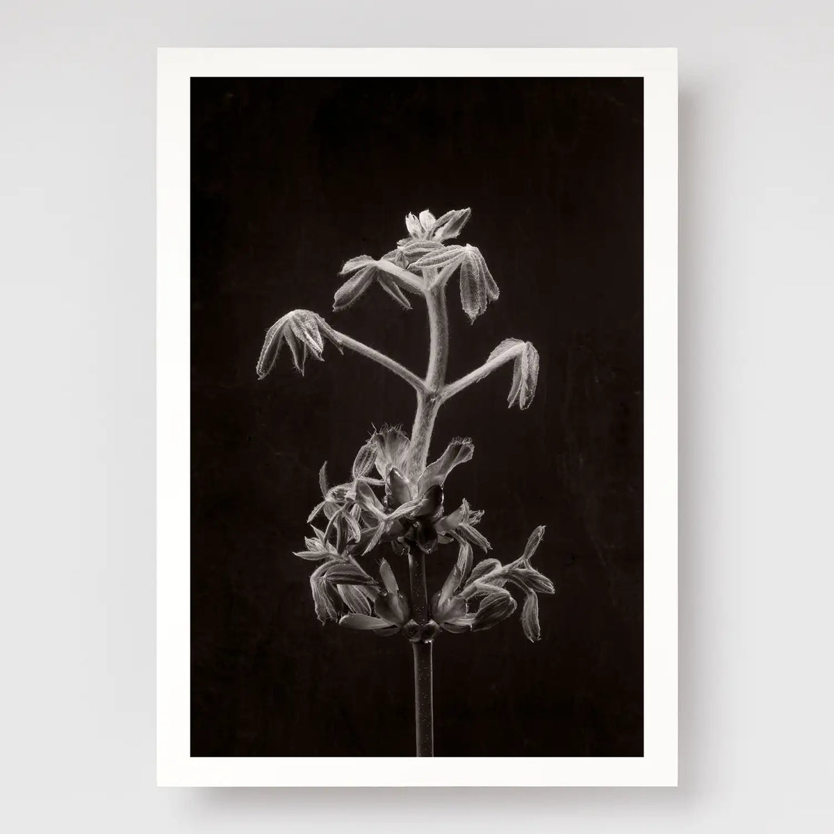 Horse Chestnut Stem No2 A4 print