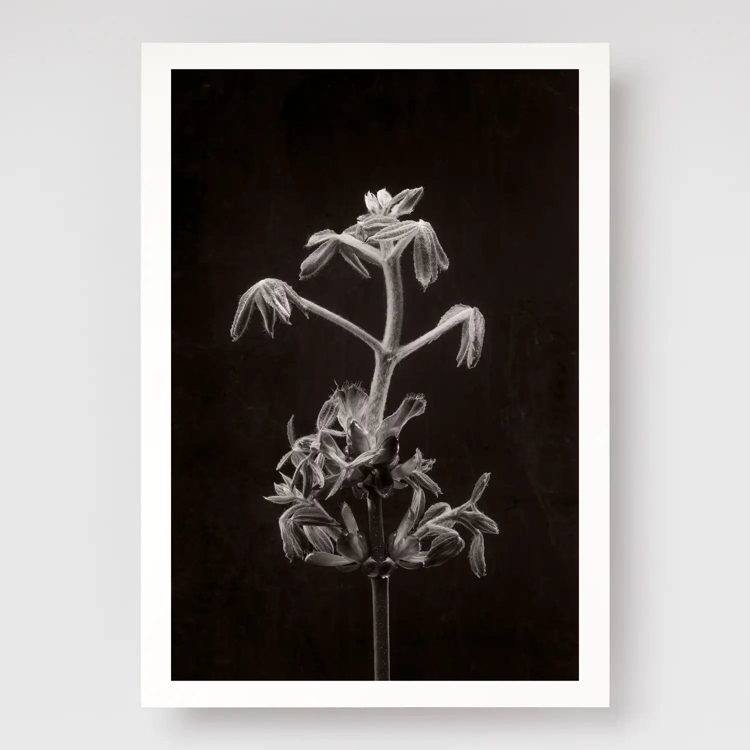 Horse Chestnut Stem No2 A4 print