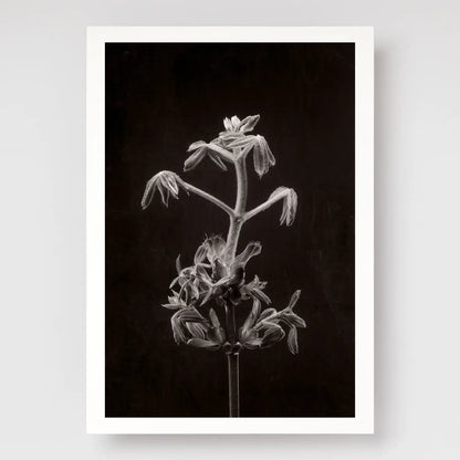 Horse Chestnut Stem No2 A4 print