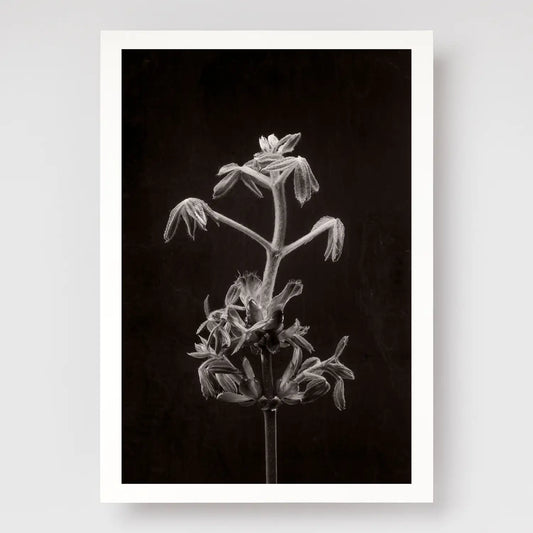 Horse Chestnut Stem No2 A4 print