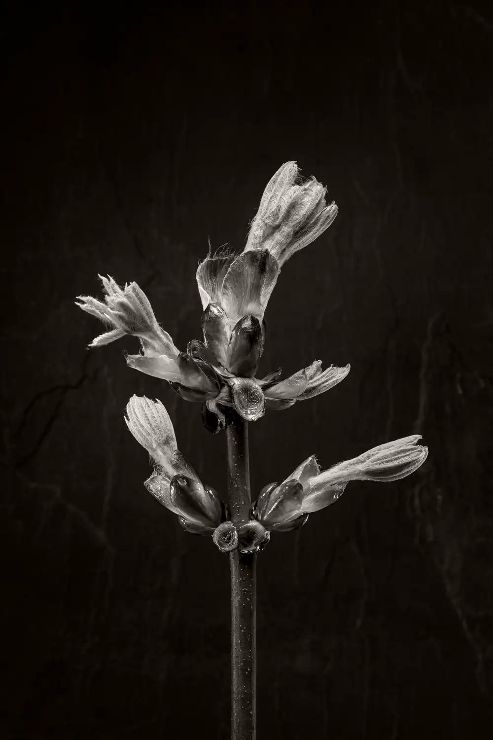 3 of 3 black and white photo of a horse chestnut bud against a dark background