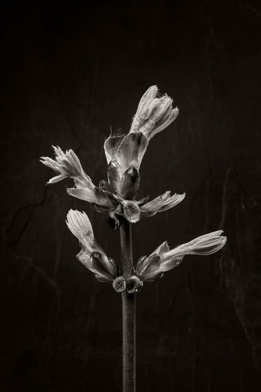 3 of 3 black and white photo of a horse chestnut bud against a dark background