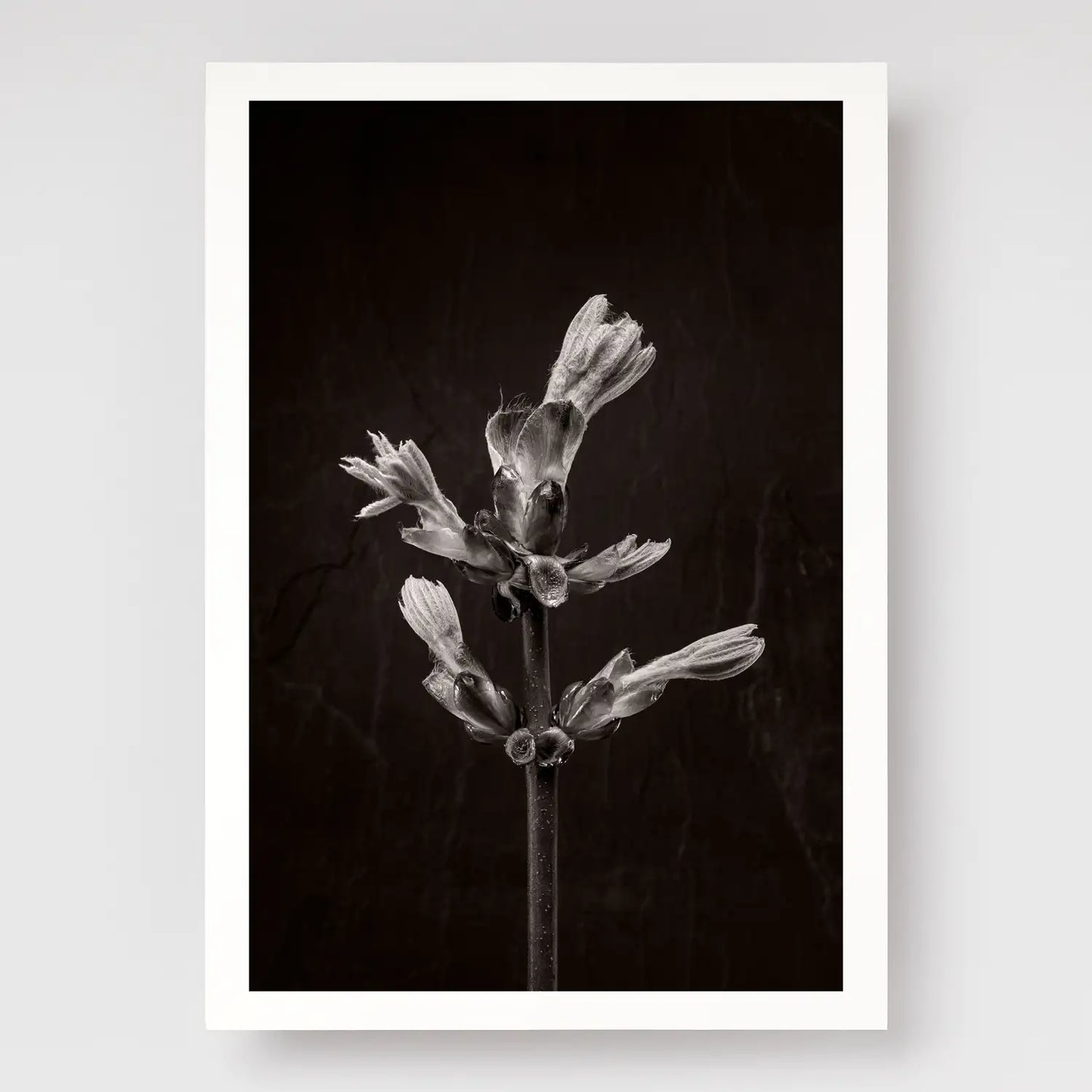 Horse ChestnutStem No3 A4 print