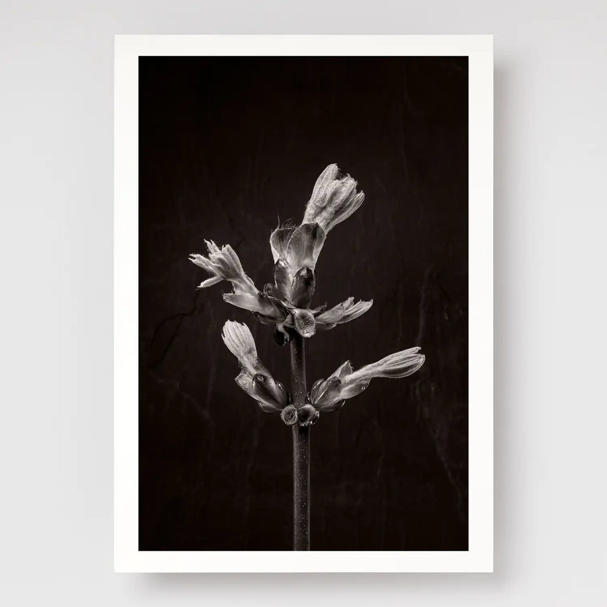 Horse ChestnutStem No3 A4 print