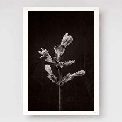Horse ChestnutStem No3 A4 print