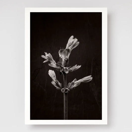 Horse ChestnutStem No3 A4 print