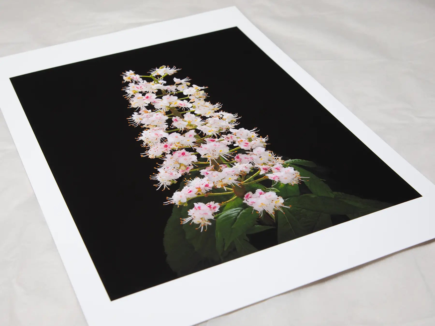 A4 giclée print with border, of Horse Chestnut Flower botanical photograph by Botanographia