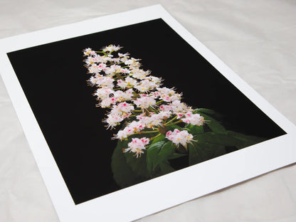 A4 giclée print with border, of Horse Chestnut Flower botanical photograph by Botanographia
