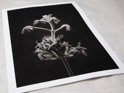 Horse Chestnut Stem No 2
