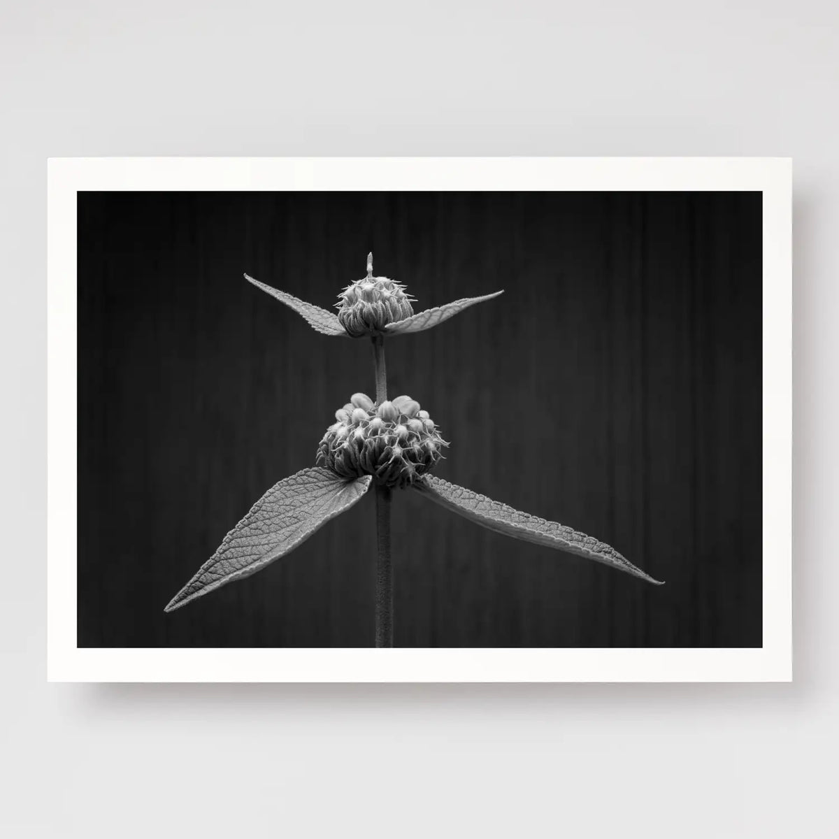 Phlomis Study
