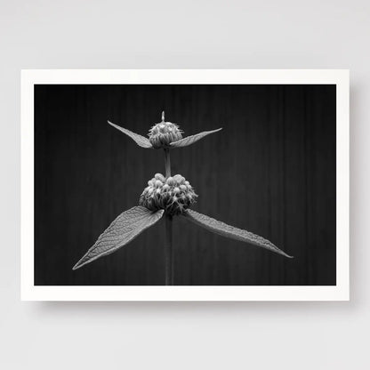 Phlomis Study