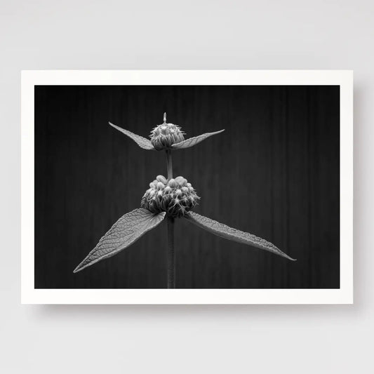 Phlomis Study