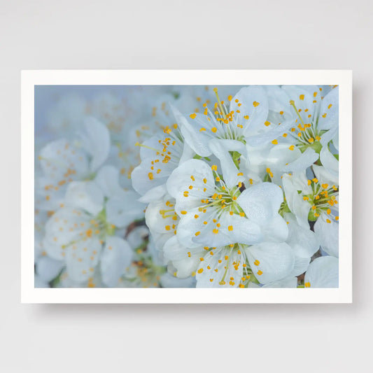 Plum Blossom Dew