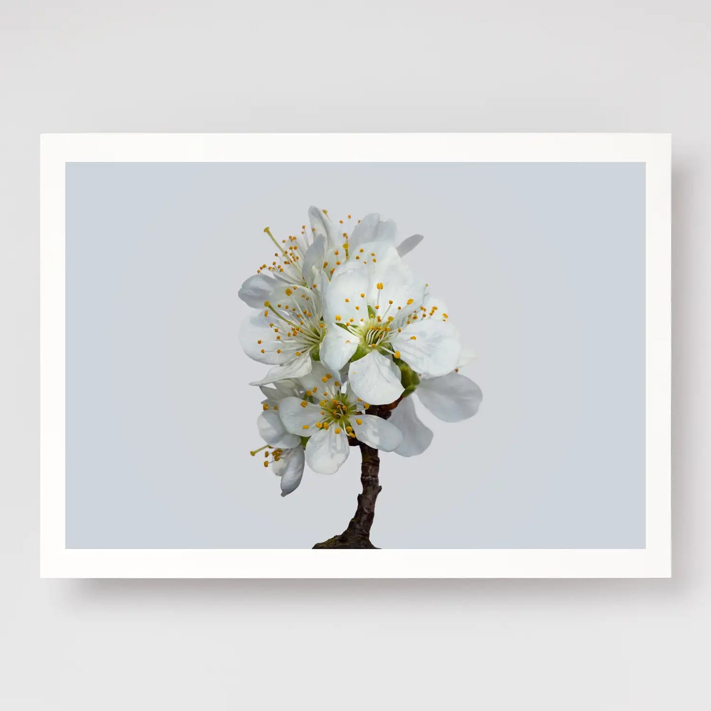 Plum Blossom No1 A4 print