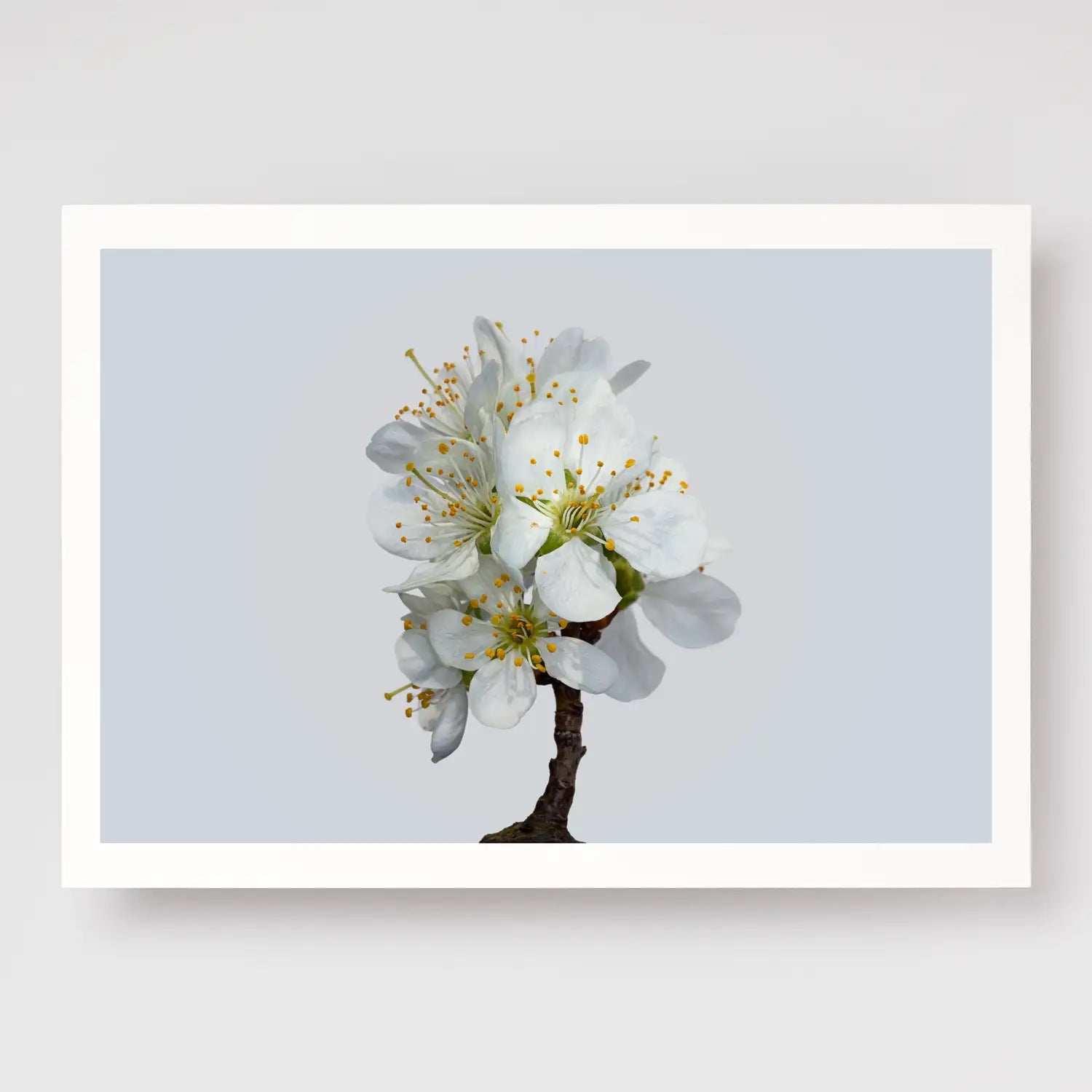 Plum Blossom No1 A4 print