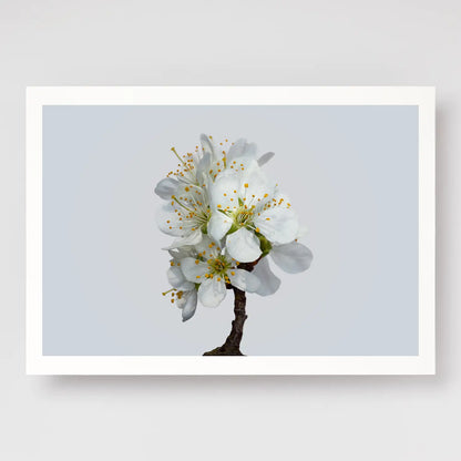 Plum Blossom No1 A4 print