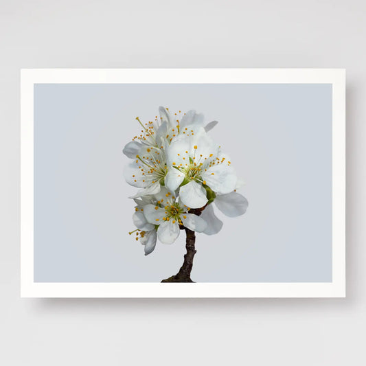 Plum Blossom No1 A4 print
