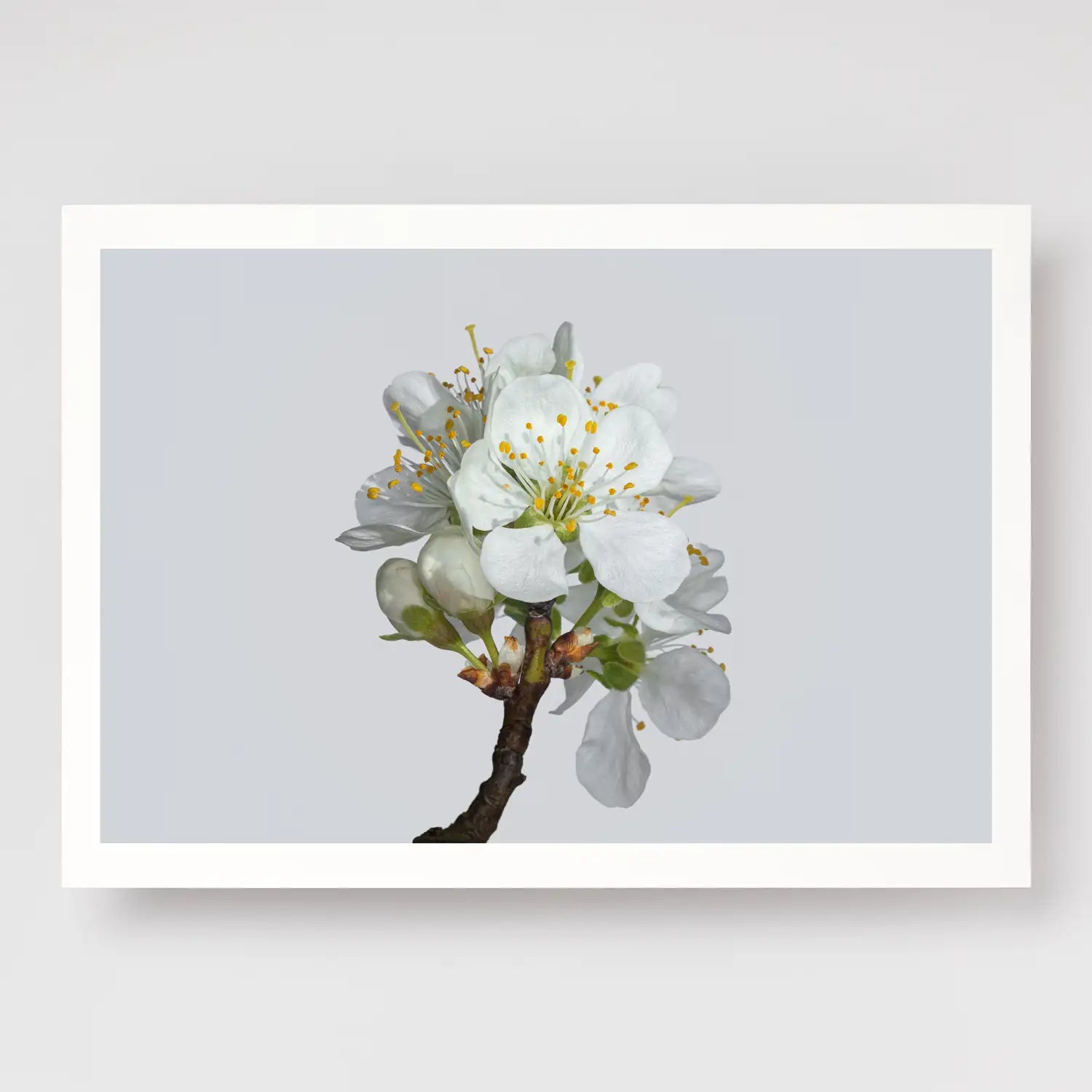 Plum Blossom No2 A4 print