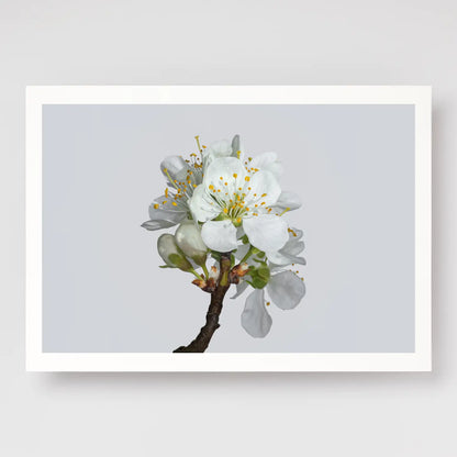 Plum Blossom No2 A4 print