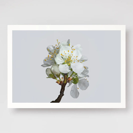 Plum Blossom No2 A4 print